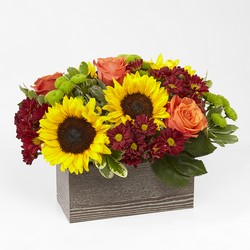 Happy Harvest Garden from Lloyd's Florist, local florist in Louisville,KY